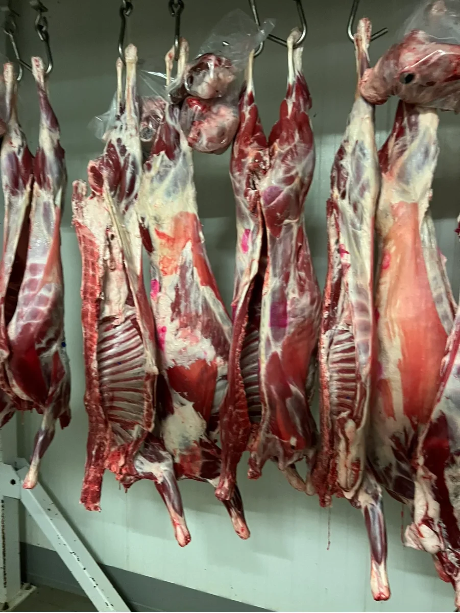 Chèvre entière (poids moyen 15 kg) - Saldi Straordinari – Offerte Speciali Disponibili Adesso