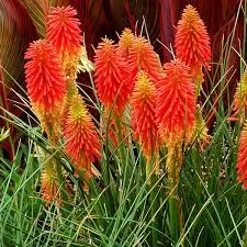 KNIPHOFIA RED HOT - Vins Rouges Harmonieux pour Chaque Occasion - bouteille hot vin occasion