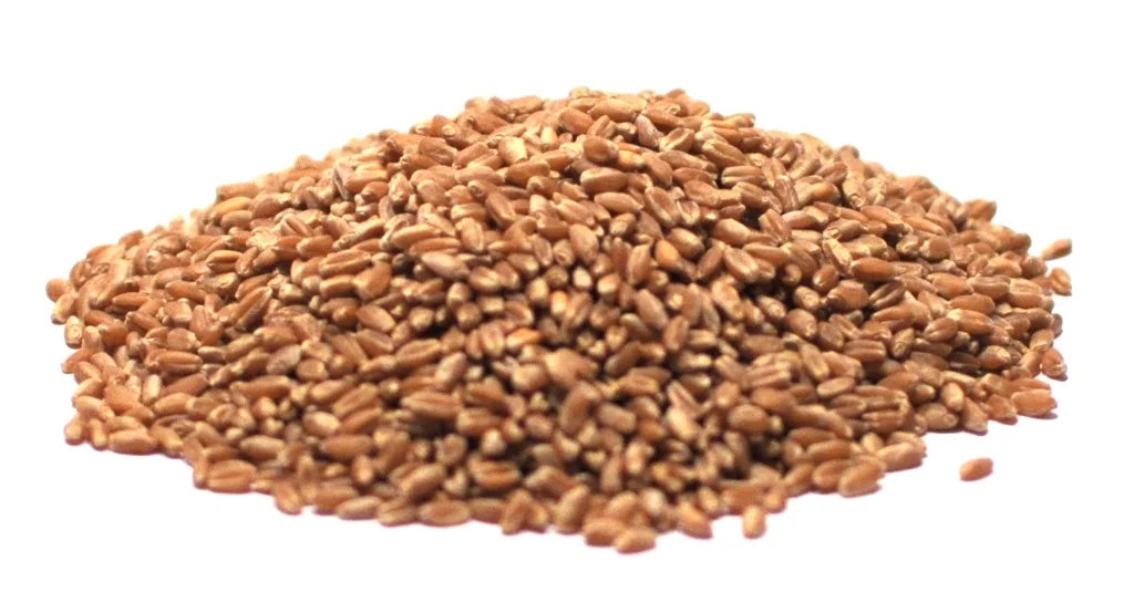 Whole Wheat Berries Organic Saldi Straordinari Offerte Speciali Disponibili Adesso