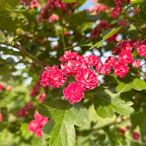 Aubépine à fleur ‘Paul’s Scarlet’ - Vins Rouges Harmonieux pour Chaque Occasion Aubépine à fleurs doubles - Vente en ligne de plants de Aubépine à fleurs  doubles pas cher | Leaderplant