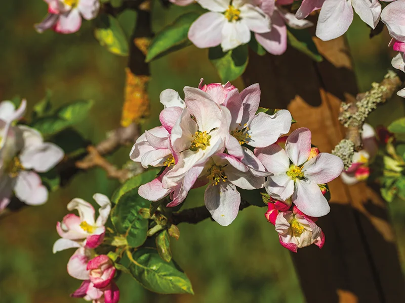 MALUS « Beauté » - Vins Rouges Harmonieux pour Chaque Occasion