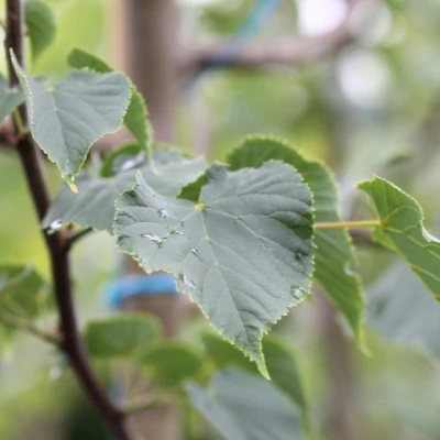 Tilleul à petites feuilles - Saldi Straordinari – Offerte Speciali Disponibili Adesso