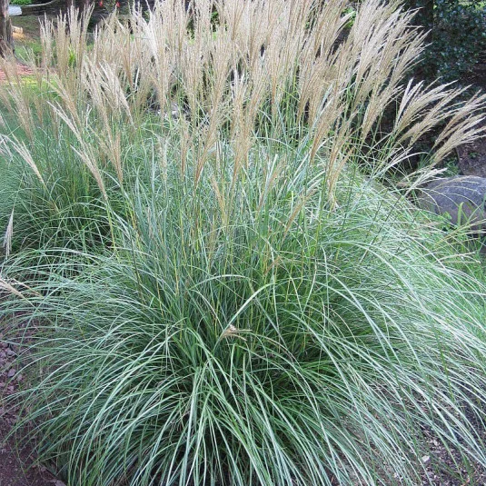 MISCANTHUS SINENSIS ADAGIO - Vins Rouges Harmonieux pour Chaque Occasion