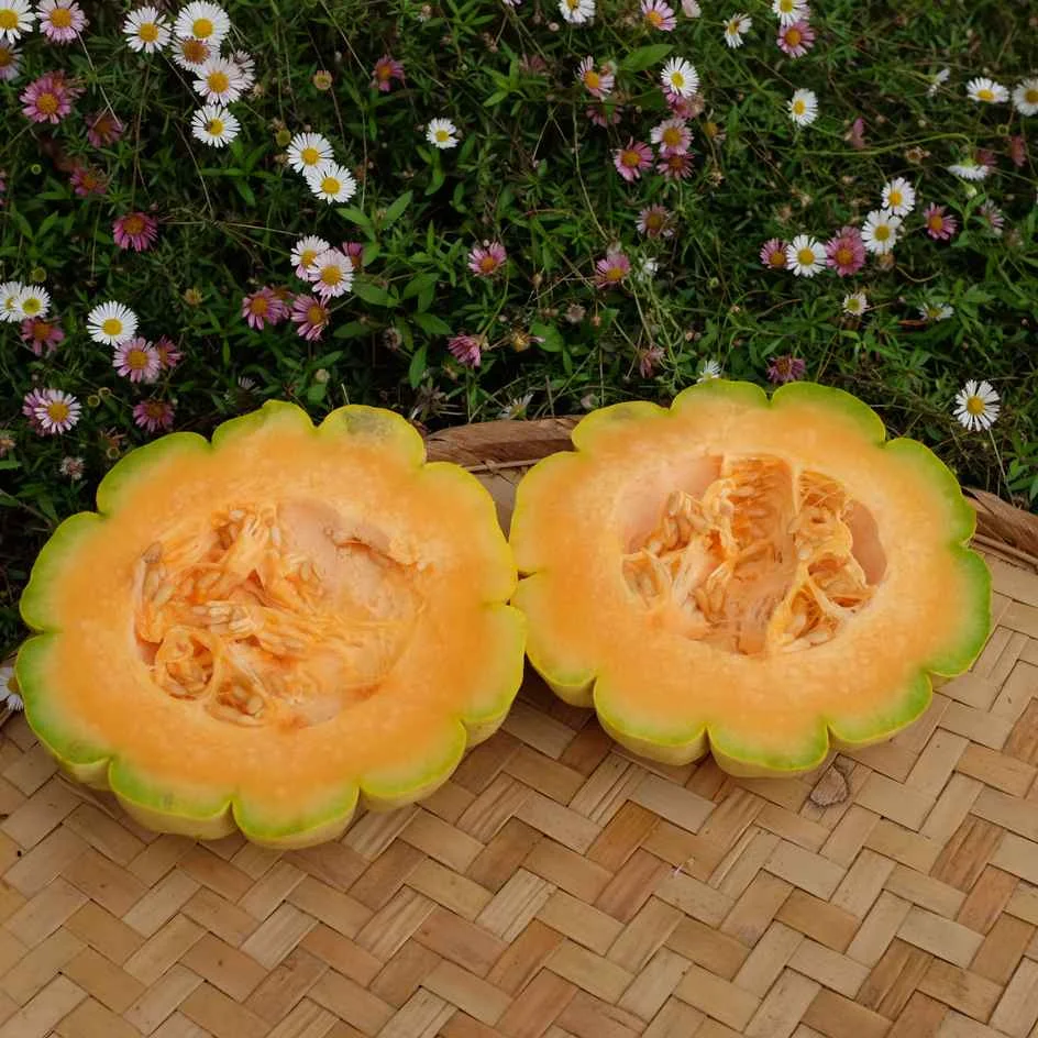 Melon Délice de la Table Bio - ​Boulangerie-Pâtisserie | Pain au Levain & Viennoiseries