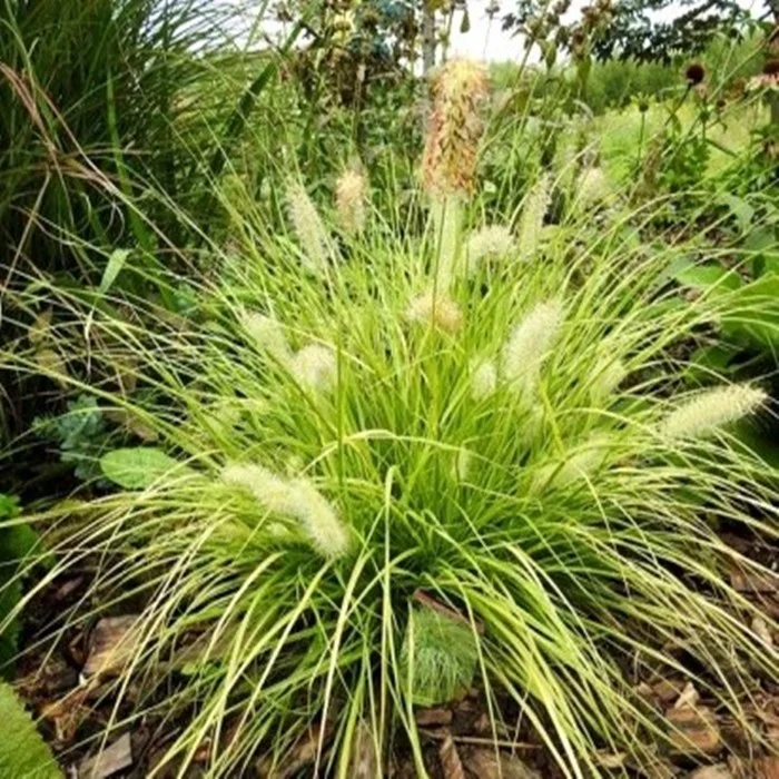 PENNISETUM LUMEN GOLD - Vins Rouges Harmonieux pour Chaque Occasion Perennial aisles 1 x Pennisetum alopecuroides 'Hameln Gold' hardy | Golden  ornamental grass for sun to partial shade, flower August to October,  perennial, 1 litre pot (11 x 11 cm) : Amazon.de: Garden