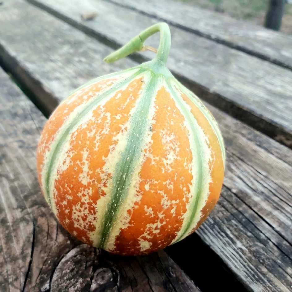 Melon Kajari Bio - ​Boulangerie-Pâtisserie | Pain au Levain & Viennoiseries​ L'industrie de la Boulangerie et Pâtisserie - Eurial Food Service & Industry