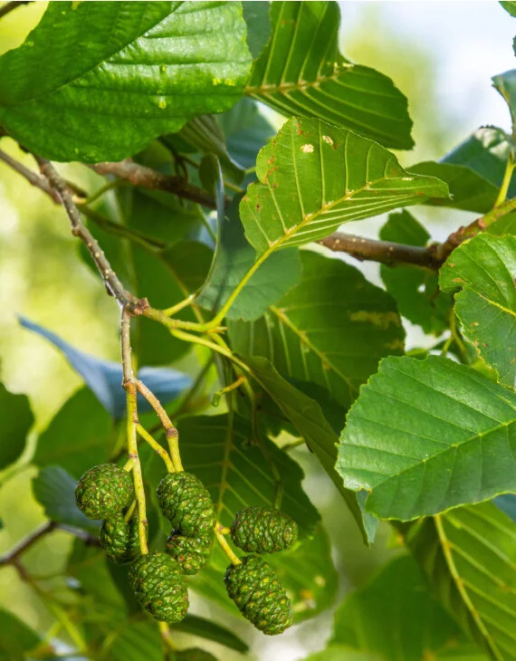 Alnus glutinosa – Aulne glutineux - Vins Rouges Harmonieux Cru pour Chaque Occasion