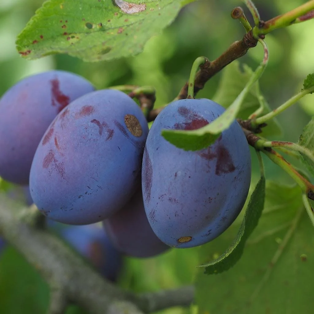 Altesse simple Vins Rouges Harmonieux Occasion