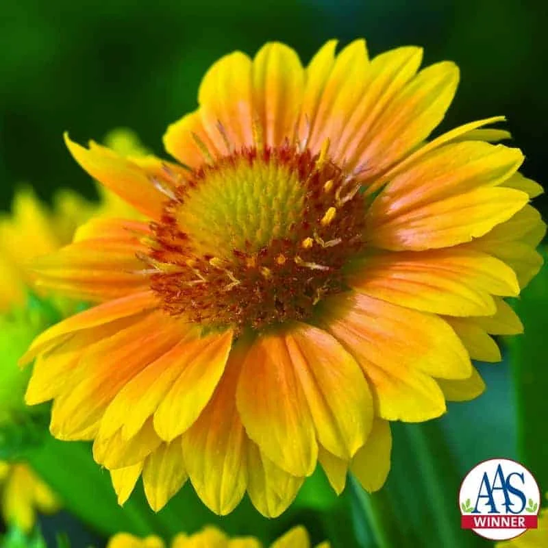 Gaillarde Arizona Apricot - Vins Rouges Harmonieux pour Chaque Occasion
