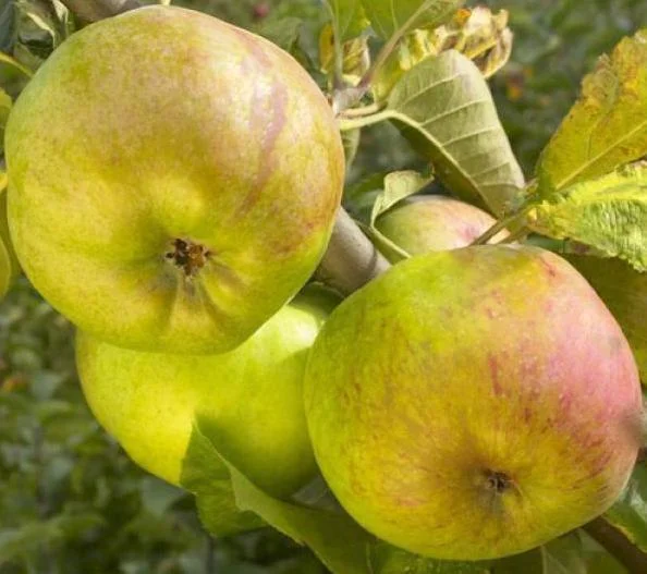 POMMIER RAMBOUR D HIVER - Vins Rouges Harmonieux pour Chaque Occasion Cidre du Pays d'Othe et jus de pomme | Aube en Champagne