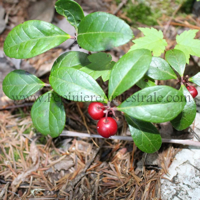 Thé des bois - Saldi Straordinari – Offerte Speciali Disponibili Adesso Boite à thé en bois - Décoration de table - Boite 6 compartiments