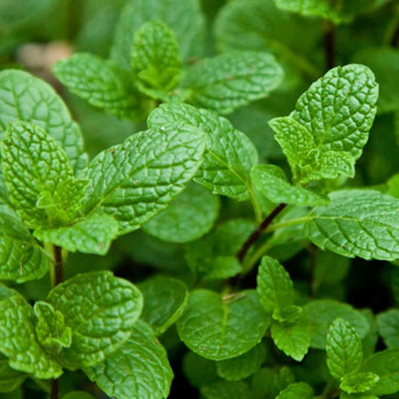 Menthe Verte (Mentha spicata) - Saldi Straordinari – Offerte Speciali Disponibili Adesso