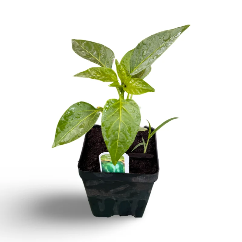 Poivron (3,5") - Saldi Straordinari – Offerte Speciali Disponibili Adesso