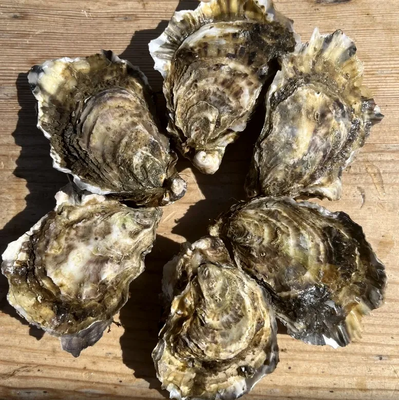 Huîtres Belles Moyennes - Vins Rouges Harmonieux pour Chaque Occasion - huitres plates huître moyenne vin occasion