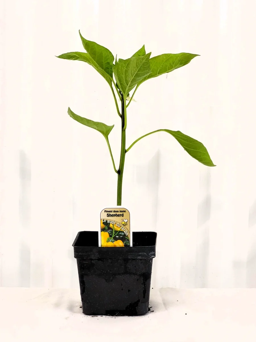 Piment doux Shepherd jaune - Saldi Straordinari – Offerte Speciali Disponibili Adesso